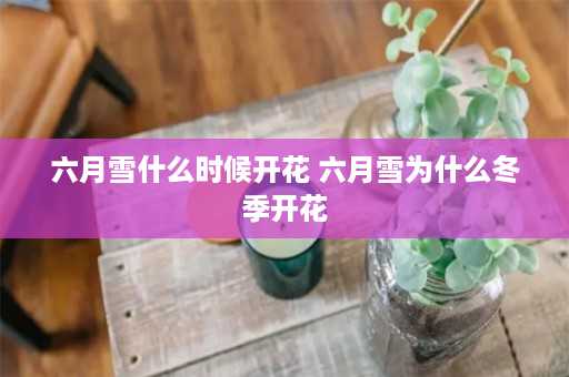 六月雪什么时候开花 六月雪为什么冬季开花