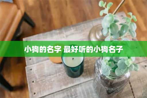 小狗的名字 最好听的小狗名子