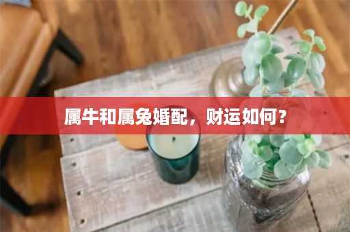 属牛和属兔婚配，财运如何？