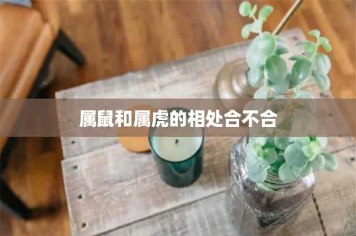 属鼠和属虎的相处合不合