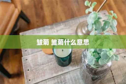 皱菊 雏菊什么意思