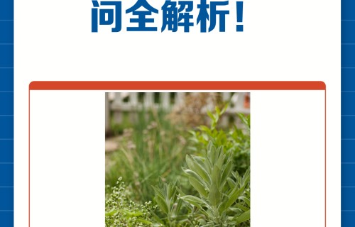 白芷祛斑具体方法(白芷祛斑具体方法,需要配合什么护肤品?)