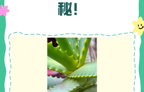 芦荟怎样祛斑(芦荟祛斑怎么用法)