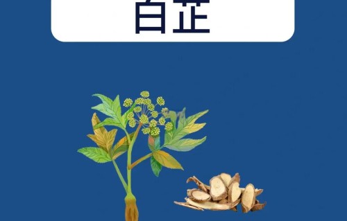 白芷可以祛斑吗(白芷可以祛斑吗?)