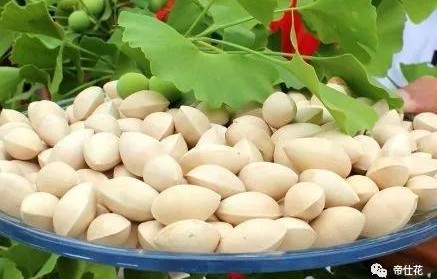 白果可以祛斑吗(白果能美容养颜吗)