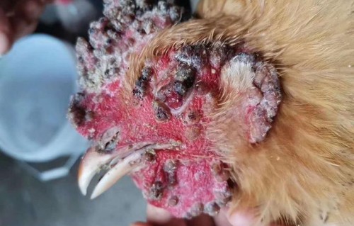 鸡儿上面长了痘痘(鸡儿上面长了痘痘良性的怎么消除)