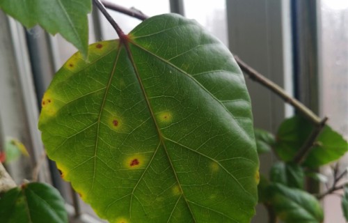 桑叶祛斑(桑叶祛斑最佳时间段)